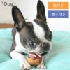 【 犬 おもちゃ 】iDog TOY ラテックスTOY たこ焼き アイドッグ