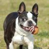 【 犬 おもちゃ 】iDog TOY ラテックスTOY たこ焼き アイドッグ