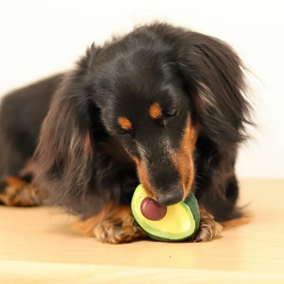 【 犬 おもちゃ 】iDog TOY ラテックスTOY アボカド