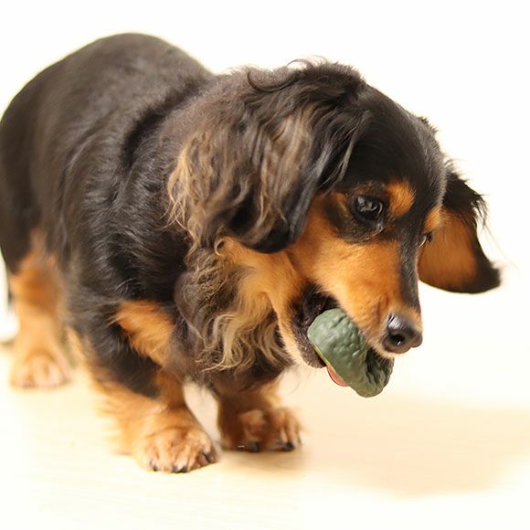 iDog TOY ラテックスTOY アボカド-犬猫ペット用品通販の