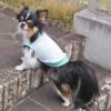 愛犬の着心地を最優先に考えたドッグウェア