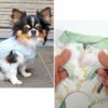 長く使える耐久性の高い仕様のドッグウェア