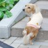 オリジナルのフルーツ柄が可愛すぎる愛犬用クールウェア