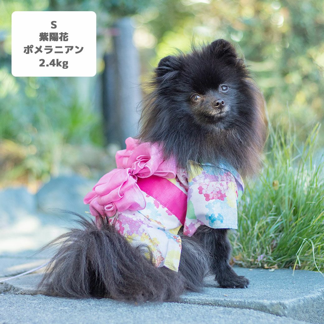 ポメラニアン2.4kg(首19/胴30/丈26cm)のはちみつちゃんは紫陽花のSを着用
