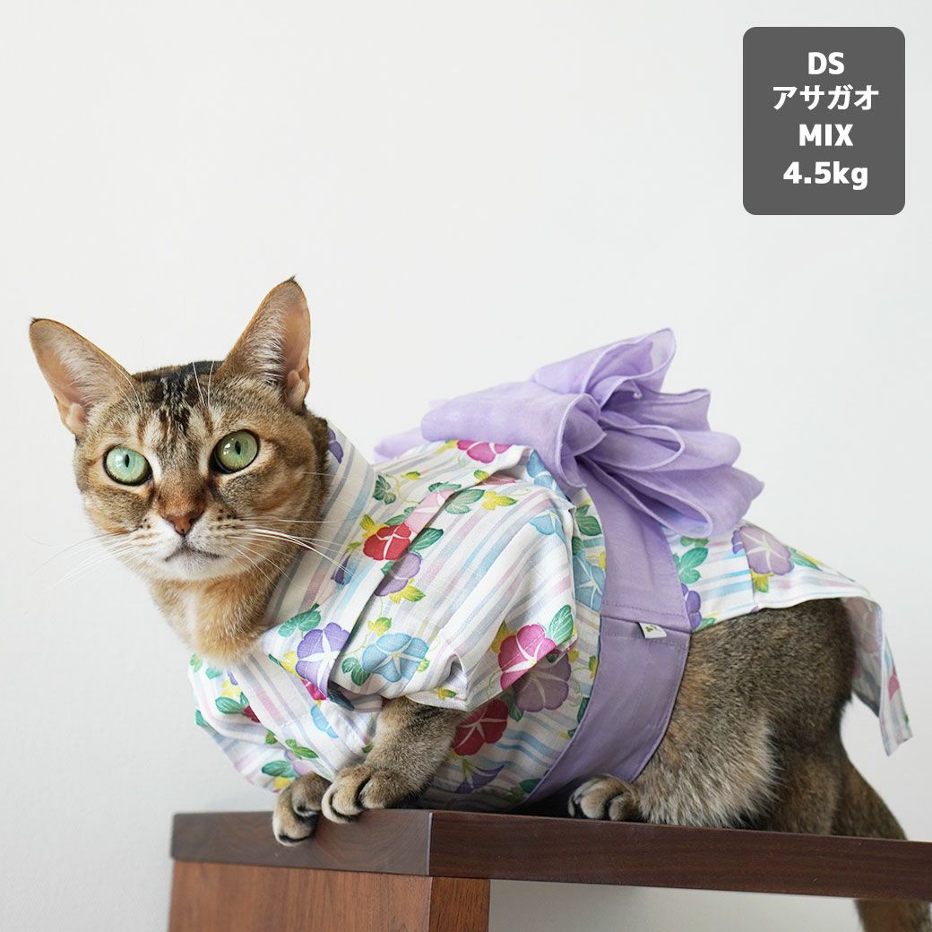 MIX4.5kg(首21/胴36/丈34cm)のニコちゃんはアサガオのDSを着用