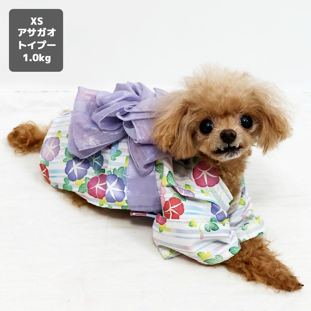 トイプー1.0kg(首14/胴25/丈17cm)のミーナちゃんはアサガオのXSを着用