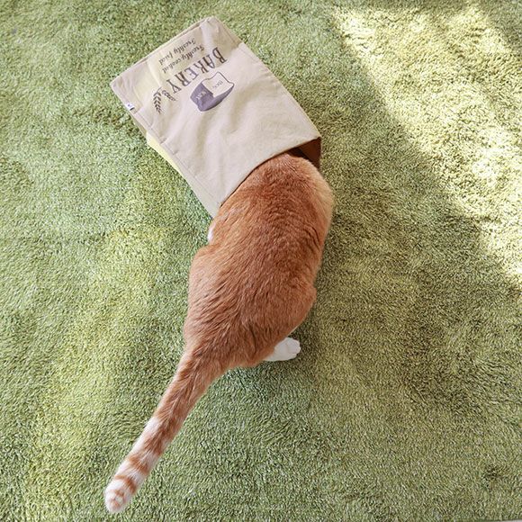 カシャカシャ音がなるおもちゃに興味津々です