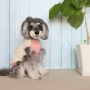 iDogオリジナルのパステルカラー