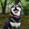 【 犬 首輪 】Gevaert×iDog 犬用首輪 マルチストライプ アイドッグ メール便OK