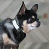 【 犬 首輪 】Gevaert×iDog 犬用首輪 カモフラ アイドッグ メール便OK