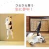 【 猫 おもちゃ 】iCat ふんわり羽じゃらし アイキャット