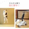 【 猫 おもちゃ 】iCat ふんわり羽じゃらし アイキャット