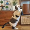 【 猫 おもちゃ 】iCat ふんわり羽じゃらし アイキャット