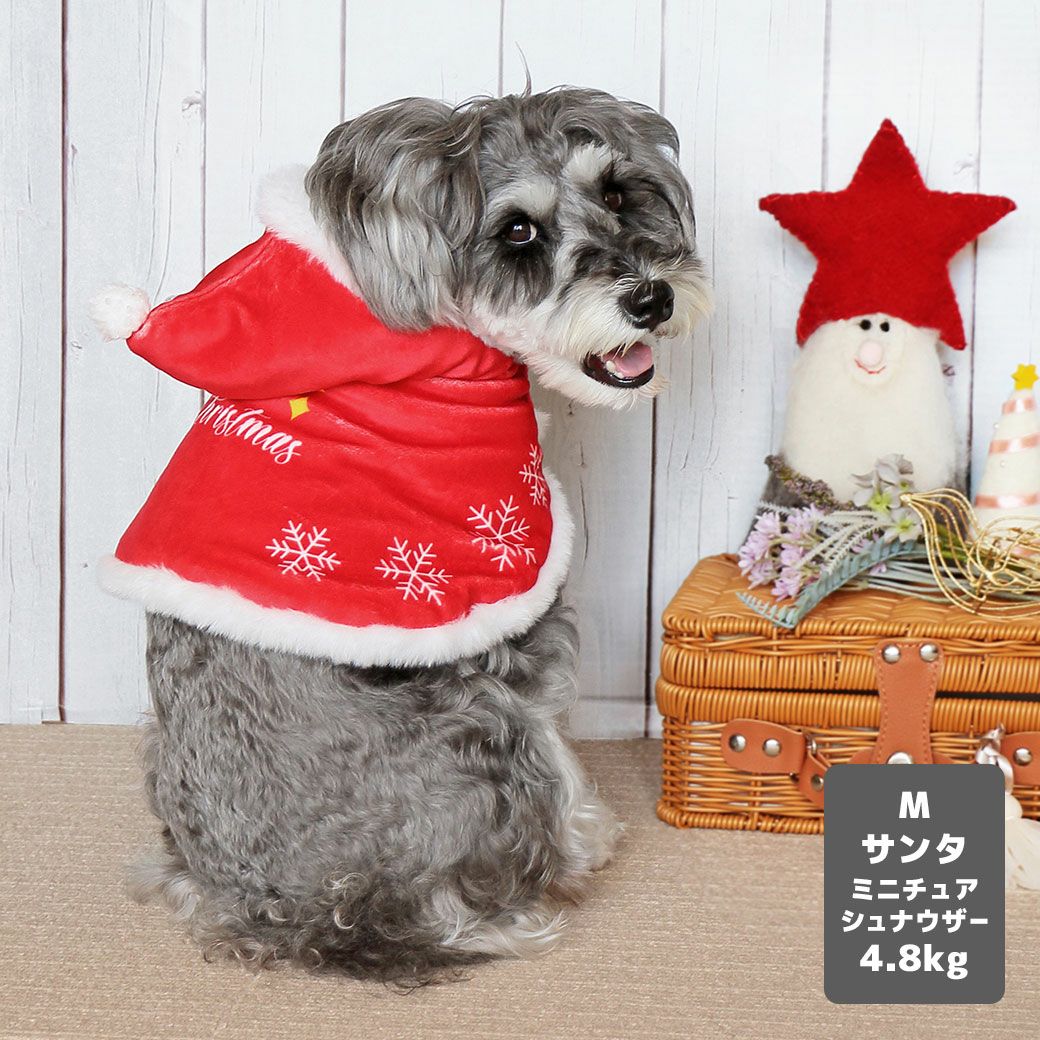 ミニチュアシュナウザー4.8kg(首22/胴39/丈29cm)のあろあちゃんはサンタのMを着用