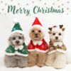 楽しいクリスマスシーズンにピッタリのケープ