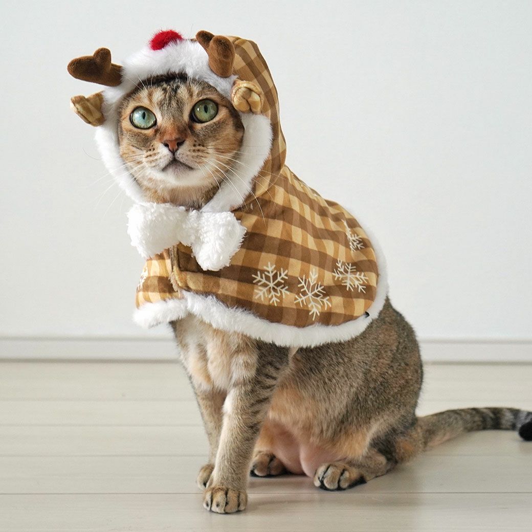 かわいいトナカイに大変身！