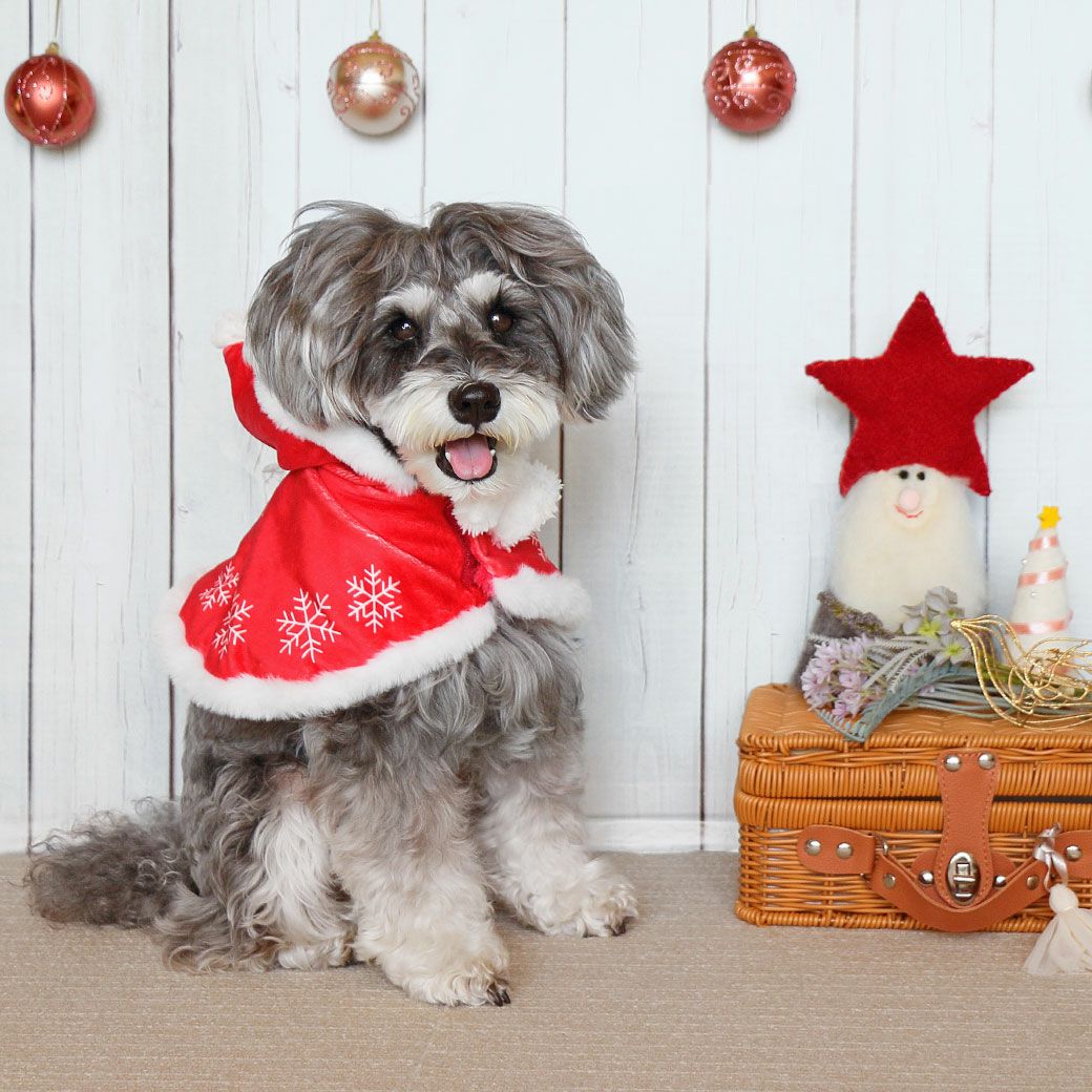 かわいいケープでクリスマスパーティを盛り上げよう！