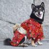 鮮やかで華のある本格的な愛犬用着物