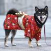 柴犬9.0kg(首36/胴52/丈43cm)のざくろちゃんは梅24のXXLを着用