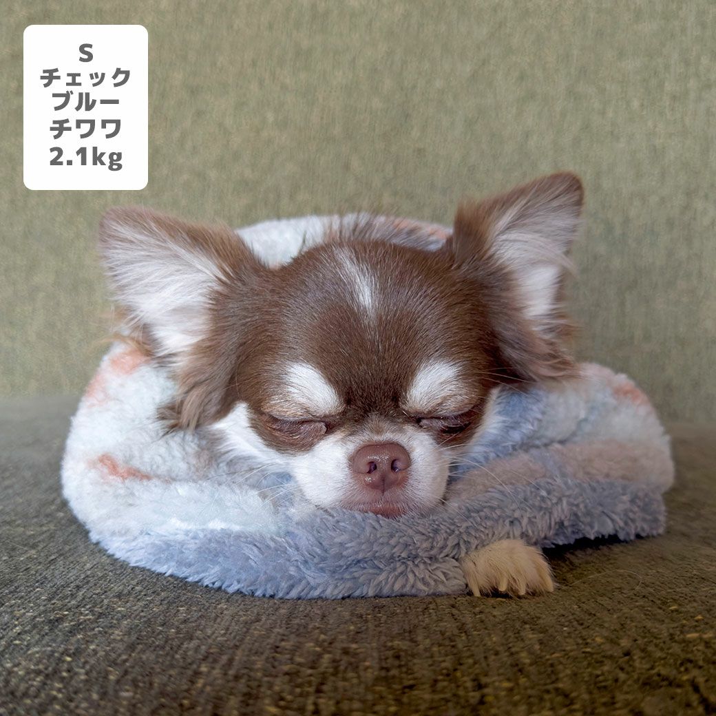 チワワ2.1kg(首19.5/胴30/丈30cm)のオリーブくんはチェックブルーのSを着用