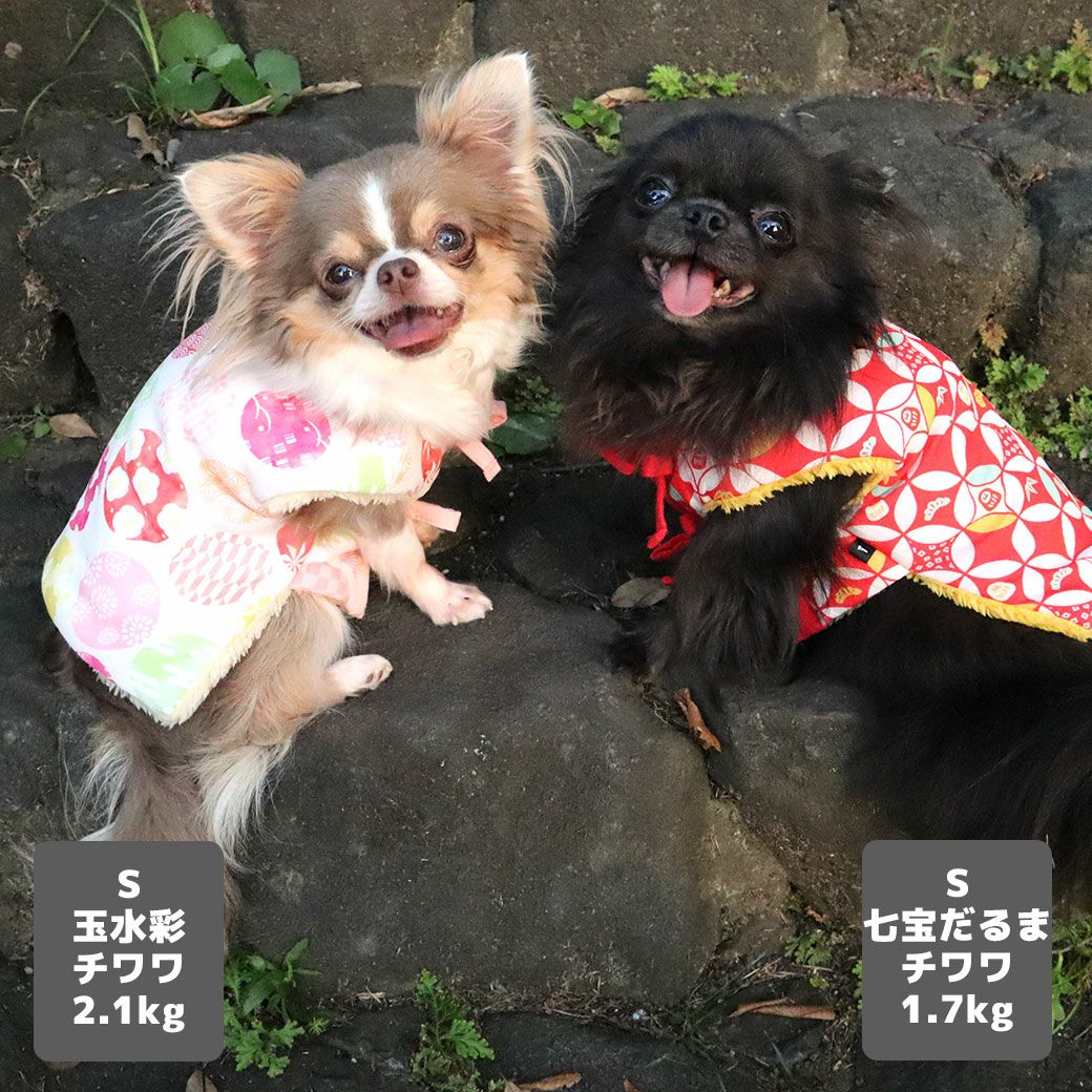 左チワワ2.1kg(首19.5/胴30.5/丈22cm)の玉青ちゃんは玉水彩のSを着用、右チワワ1.7kg(首19/胴28.5/丈21cm)の小桃ちゃんは七宝だるまのSを着用