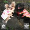 左チワワ2.1kg(首19.5/胴30.5/丈22cm)の玉青ちゃんは玉水彩のSを着用、右チワワ1.7kg(首19/胴28.5/丈21cm)の小桃ちゃんは七宝だるまのSを着用