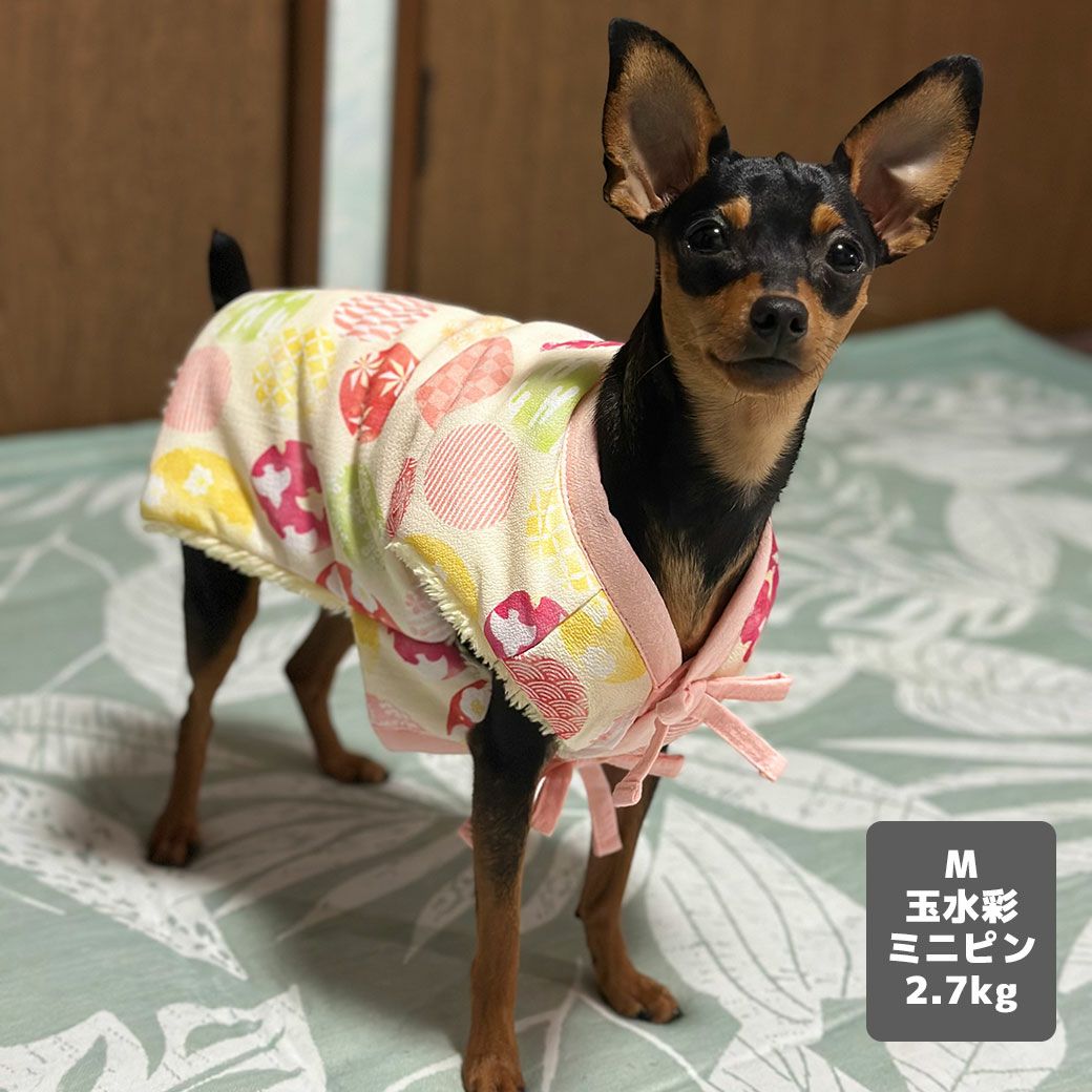 ミニピン2.7kg(首20/胴36/丈23.5cm)のルナちゃんは玉水彩のS/Mを着用