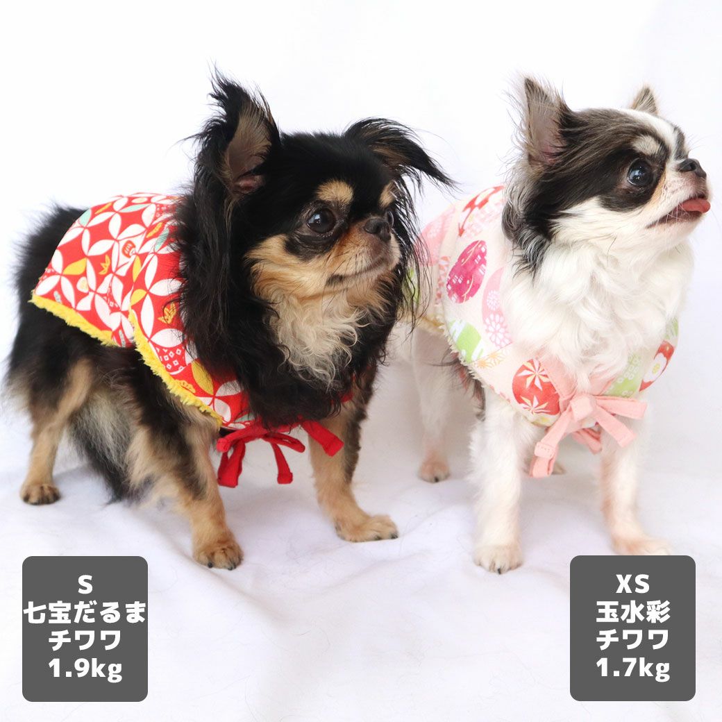 左チワワ1.9kg(首19/胴29.5/丈21.5cm)のウメちゃんは七宝だるまのSを着用、右チワワ1.7kg(首18/胴27.5/丈18cm)の小真知ちゃんは玉水彩のXSを着用