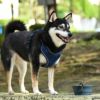 柴犬8.8kg(首34/胴50/丈38cm)の凪ちゃんはネイビーを使用