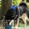 鼻が長い柴犬も水が飲みやすそう