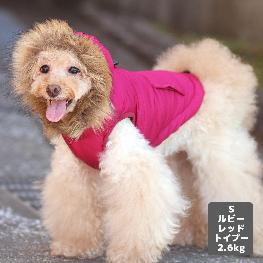 トイプー2.6kg(首20/胴32/丈25cm)のマイちゃんはルビーレッドSを着用