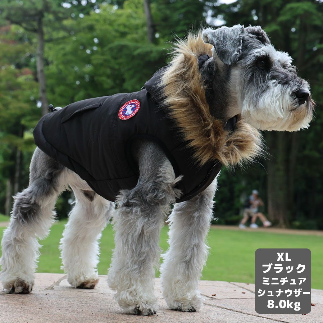 ミニチュアシュナウザー8.0kg(首30/胴48/丈37cm)のマハロくんはブラックのXLを着用