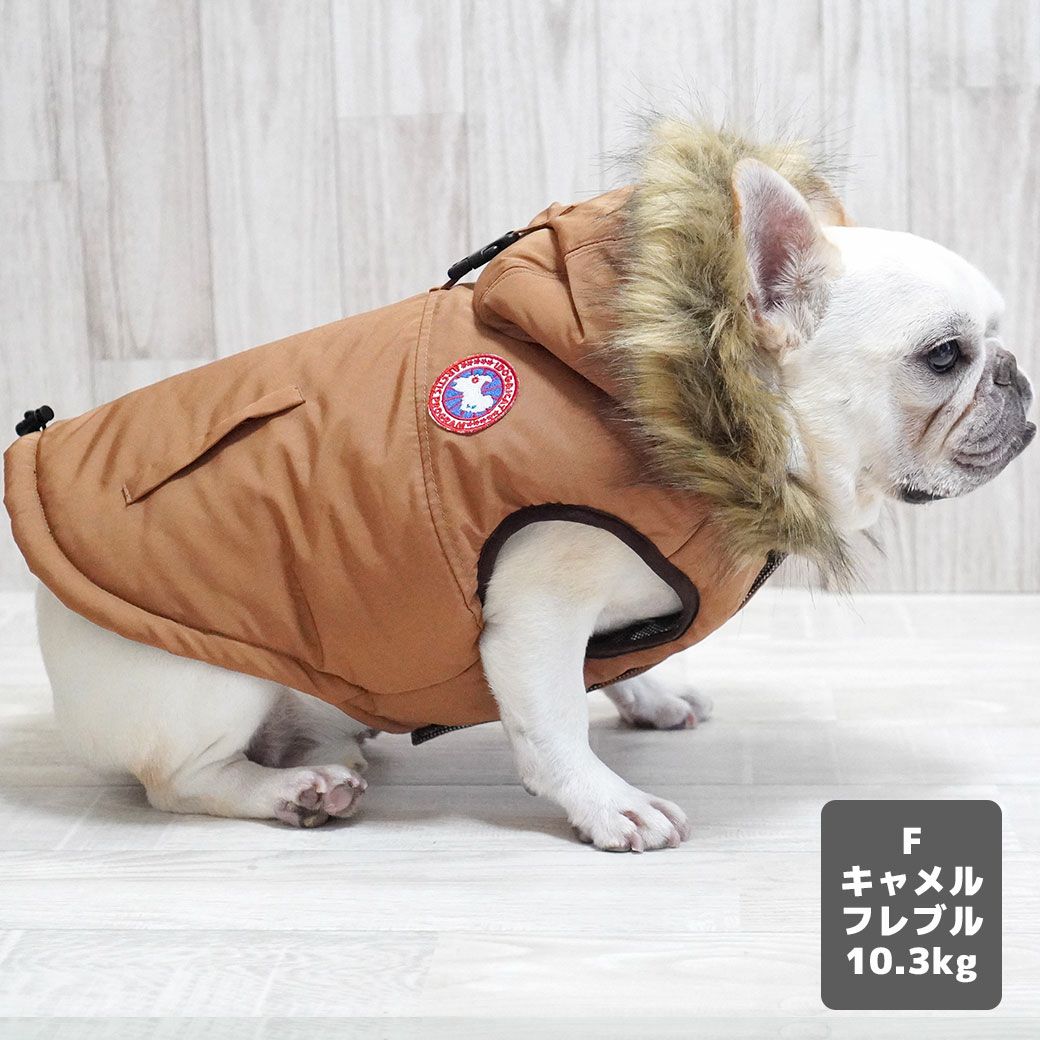 フレブル10.3kg(首38/胴56/丈34cm)のブランくんはキャメルのFを着用