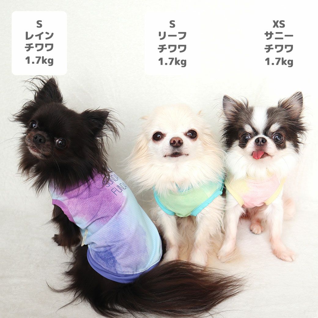 チワワ1.7kg(首19/胴28.5/丈21cm)の小桃ちゃんはレインのSを着用、チワワ1.7kg(首18/胴27.5/丈22cm)のトロくんはリーフのSを着用チワワ1.7kg(首18/胴27.5/丈18cm)の小真知ちゃんはサニーのXSを着用