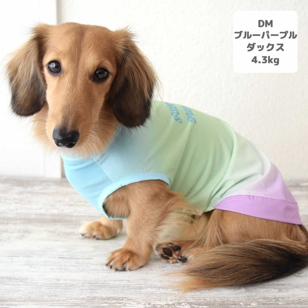 ミニチュアダックス4.3kg(首27/胴40/丈33cm)のALFaくんはブルーパープルのDMを着用