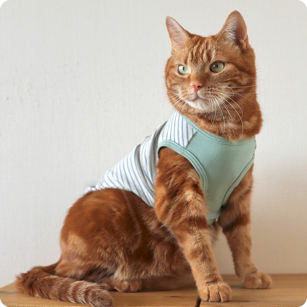 アメショ7.0kg(首28/胴48/丈28cm)のタラくんはボーダーグリーンのDM着用