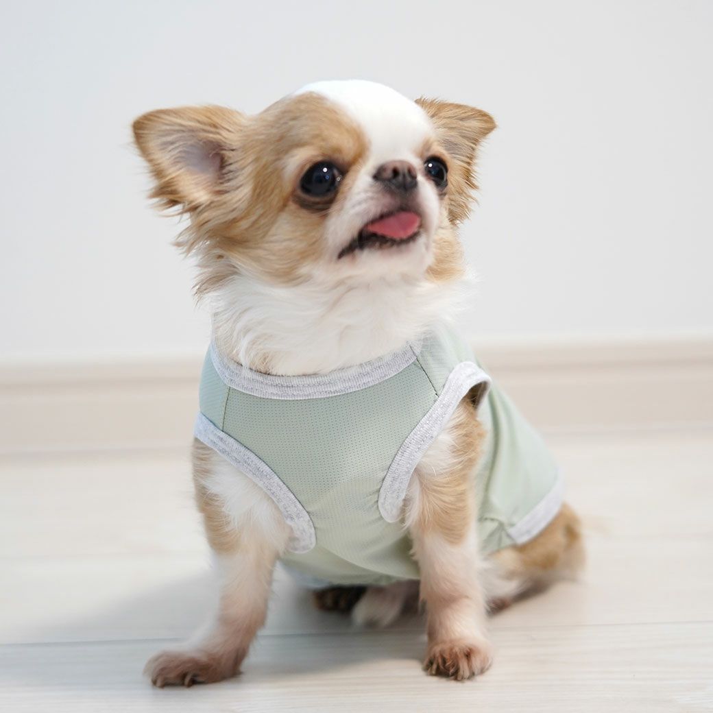 チワワ2.0kgのこつぶはグリーン25のMを着用