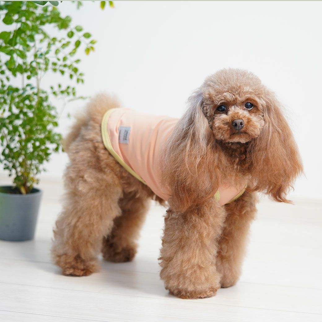 トイプードル2.5kg(首19/胴周り31/背丈26cm)のグミちゃんはオレンジ25のMを着用