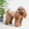 トイプードル2.5kg(首19/胴周り31/背丈26cm)のグミちゃんはオレンジ25のMを着用
