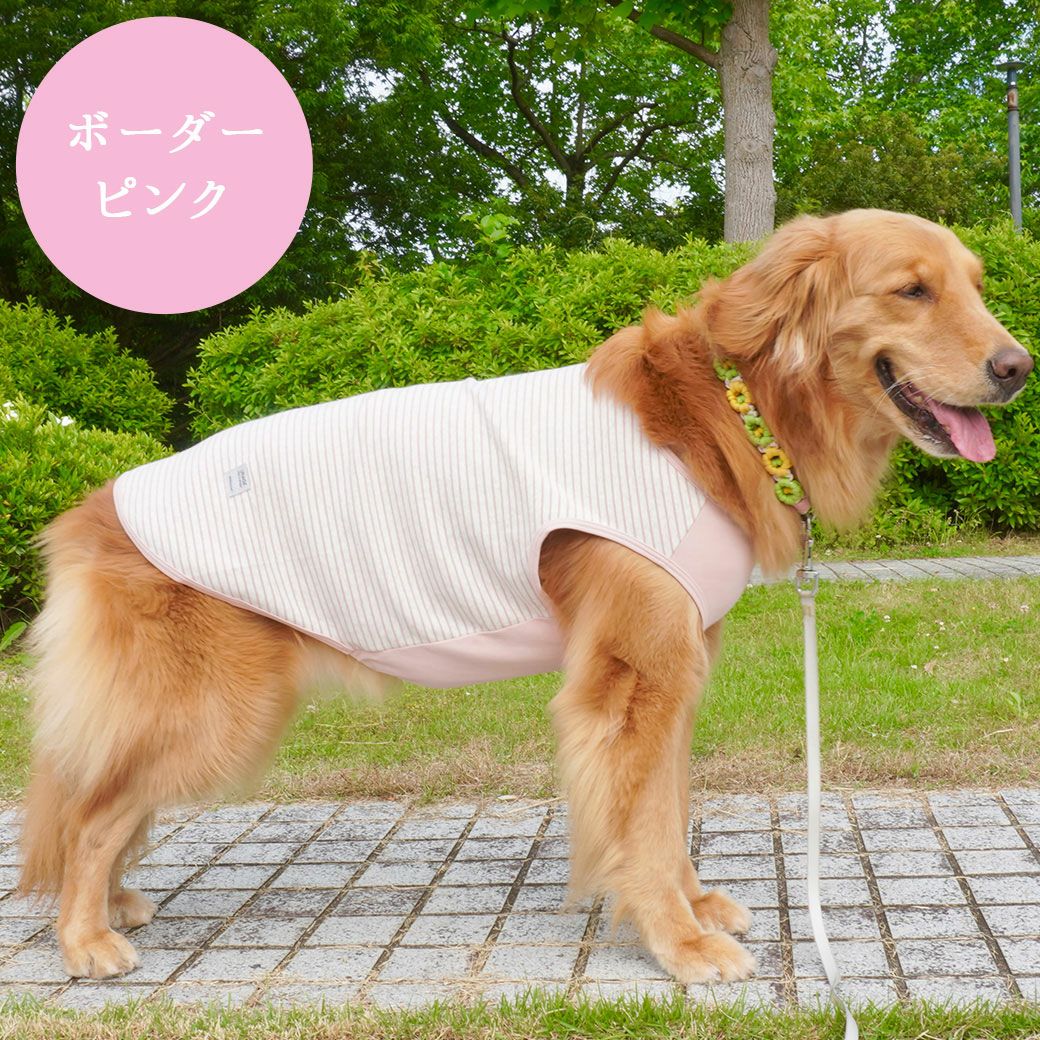 ゴールデンレトリーバー26.0kg(首45/胴79/丈60cm)のベルちゃんはボーダーピンクのLarge-Lを着用