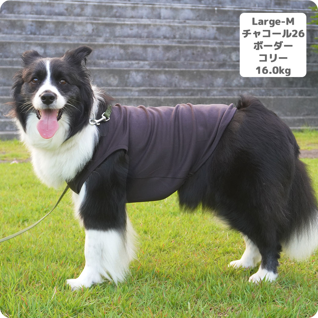 ゴールデンレトリーバー26.0kg(首45/胴79/丈60cm)のベルちゃんはボーダーピンクのLarge-Lを着用