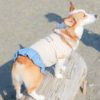 動きやすい工夫がいっぱいの犬用洋服