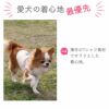 愛犬の着心地最優先