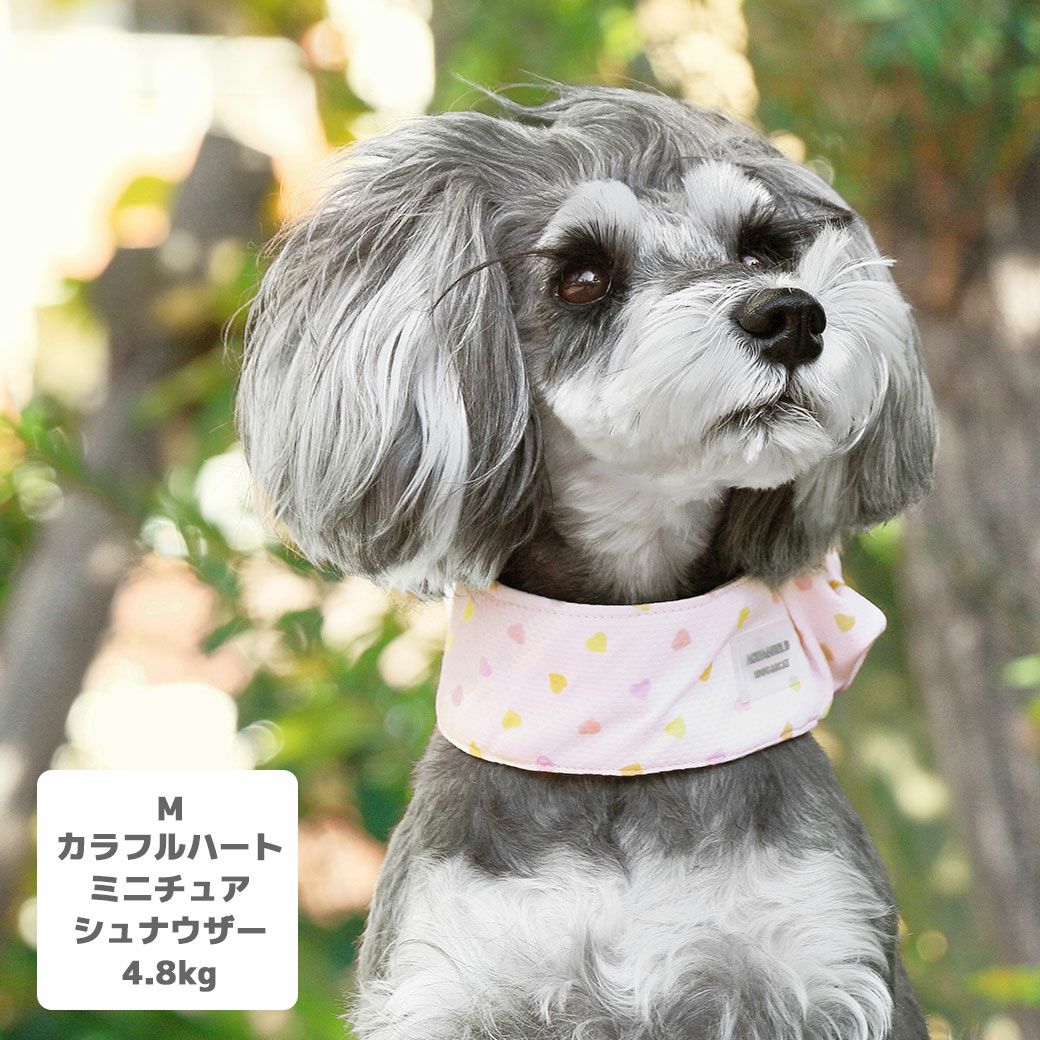 ミニチュアシュナウザー4.8kg(首22/胴39/丈29cm)のあろあちゃんはカラフルハートのMを着用