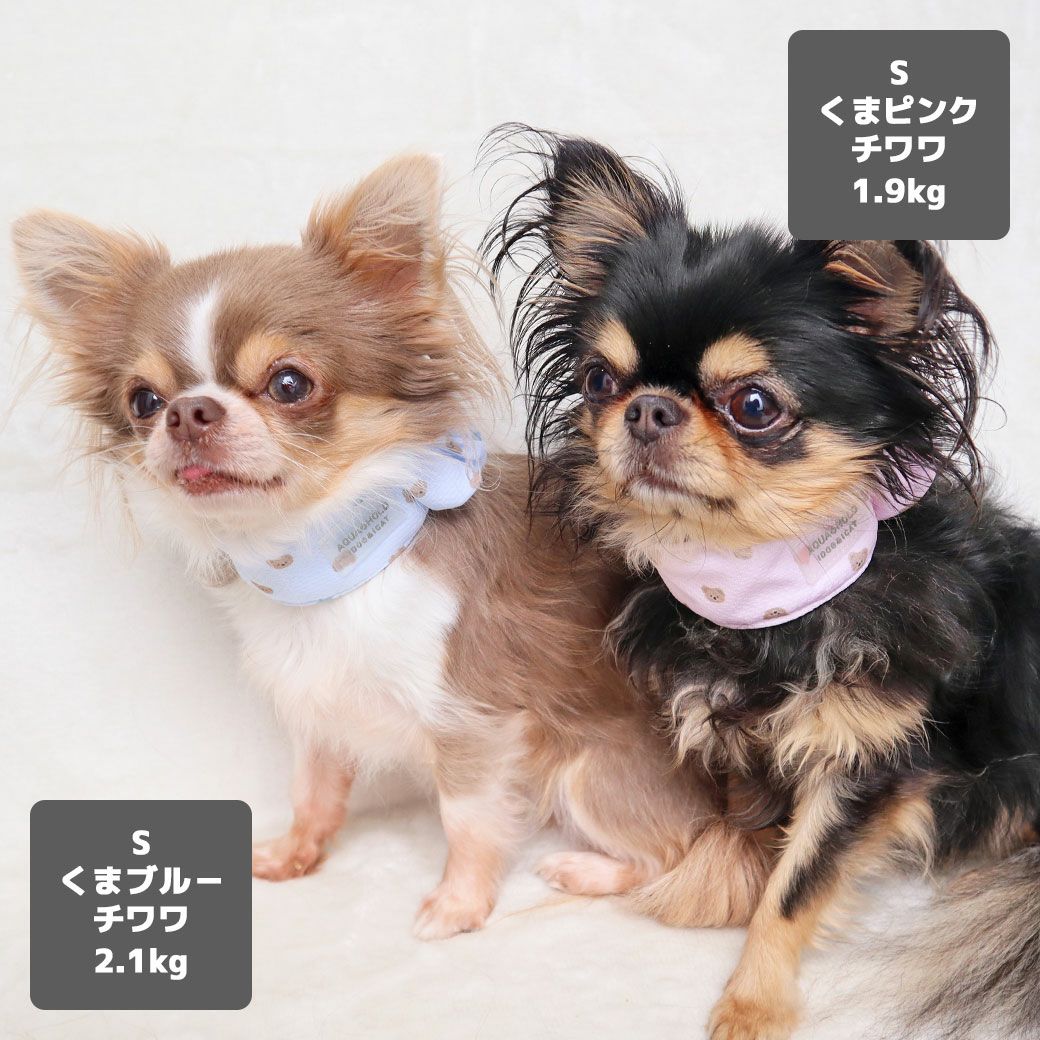 チワワ2.1kg(首19.5/胴30.5/丈22cm)の玉青ちゃんはくまブルーのSを、チワワ1.9kg(首19/胴29.5/丈21.5cm)のウメちゃんはくまピンクのSを着用