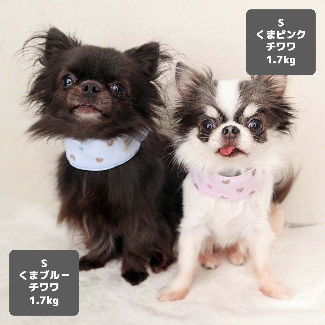 チワワ1.7kg(首18/胴27.5/丈18cm)の小真知ちゃんはくまピンクのXSを、チワワ1.7kg(首19/胴28.5/丈21cm)の小桃ちゃんはくまブルーのSを着用