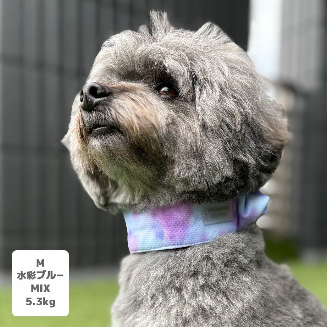 MIX5.3kg(首28/胴42/丈35cm)のごまくんは水彩ブルーのMを着用