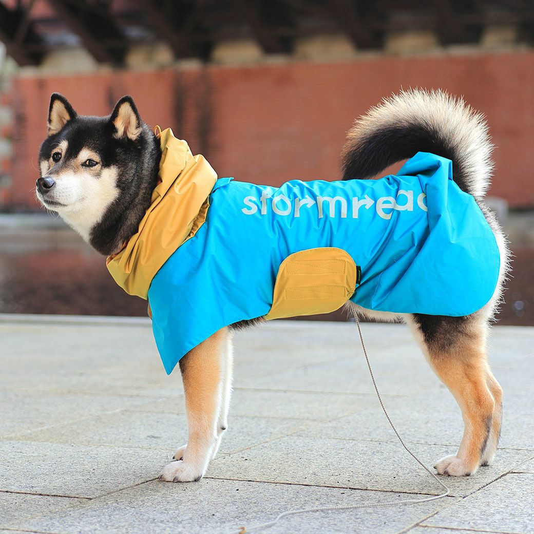 ボーダーコリー13.4kg(首34/胴55/丈53cm)のエルフィちゃんはオレンジのLarge-Mを着用