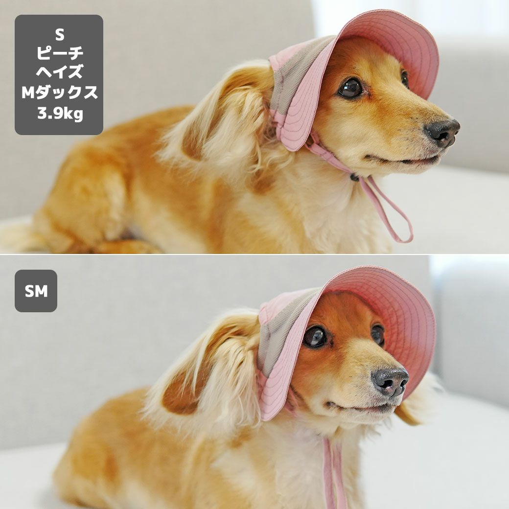 ミニチュアダックス3.9kg(首25/胴37/丈31cm)のクムちゃんはピーチヘイズのSまたはSMを着用