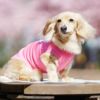 ミニチュアダックス3.9kg(首25/胴37/丈31cm)のクムちゃんはピンク25のDSを着用
